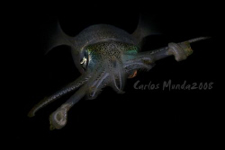 Big fin reef squid, night dive - anilao, batangas. Canon ... by Carlos Munda 